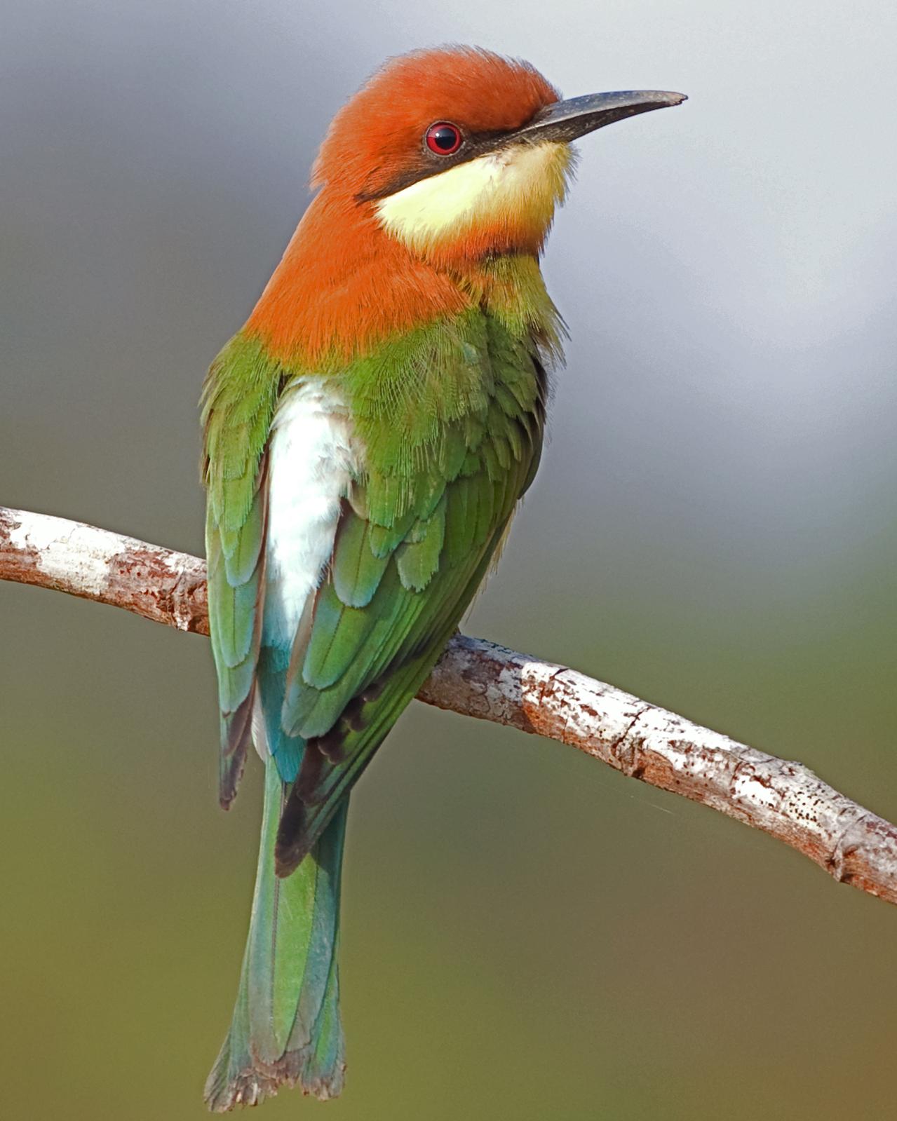Chestnut-headed Bee-eater Photo by Alex Vargas