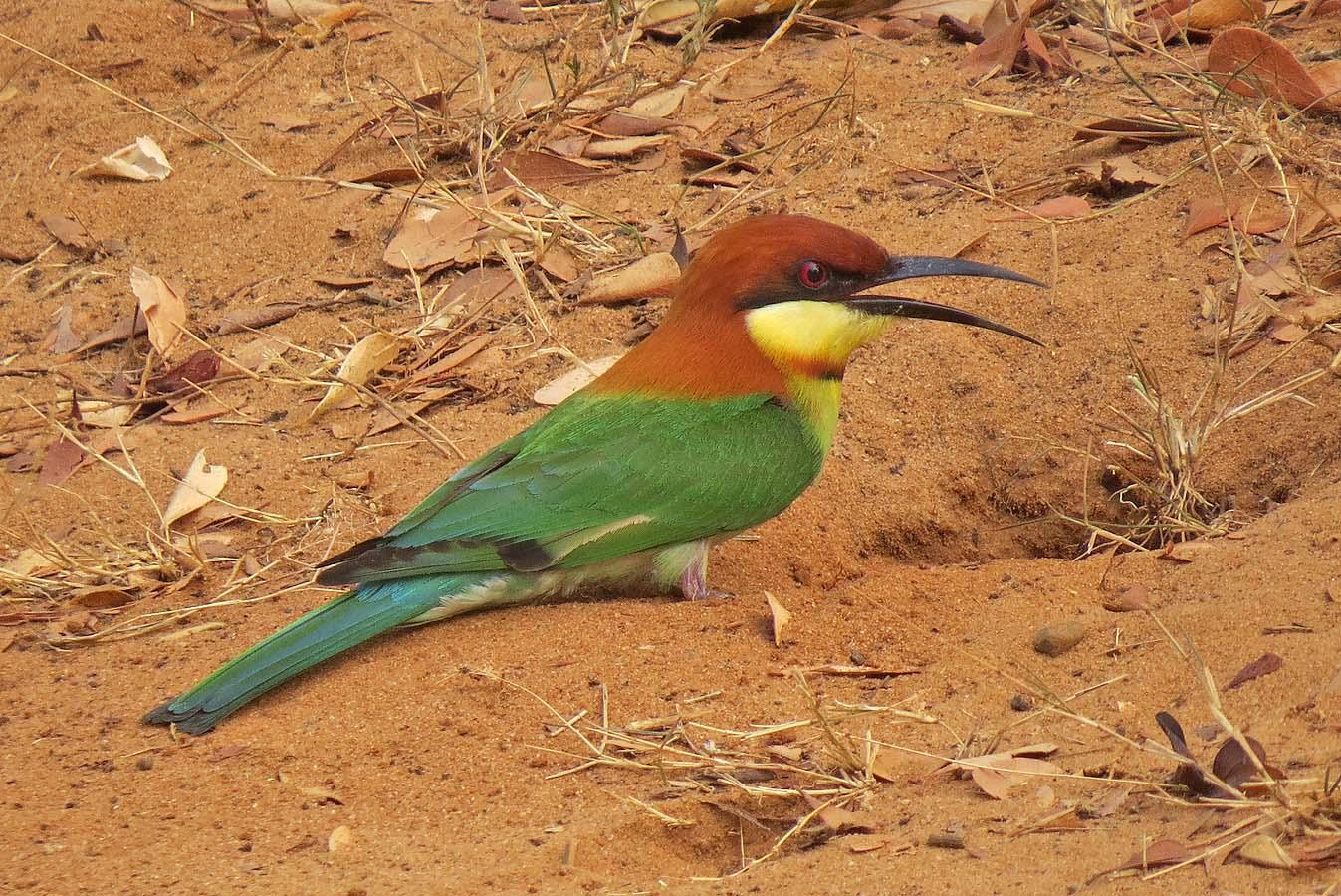 Chestnut-headed Bee-eater Photo by Peter Boesman