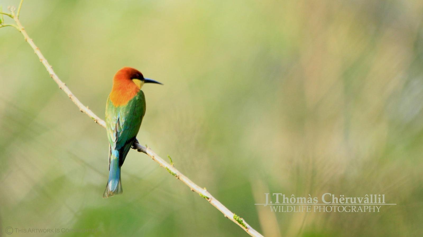 Chestnut-headed Bee-eater Photo by Jinu Thomas 