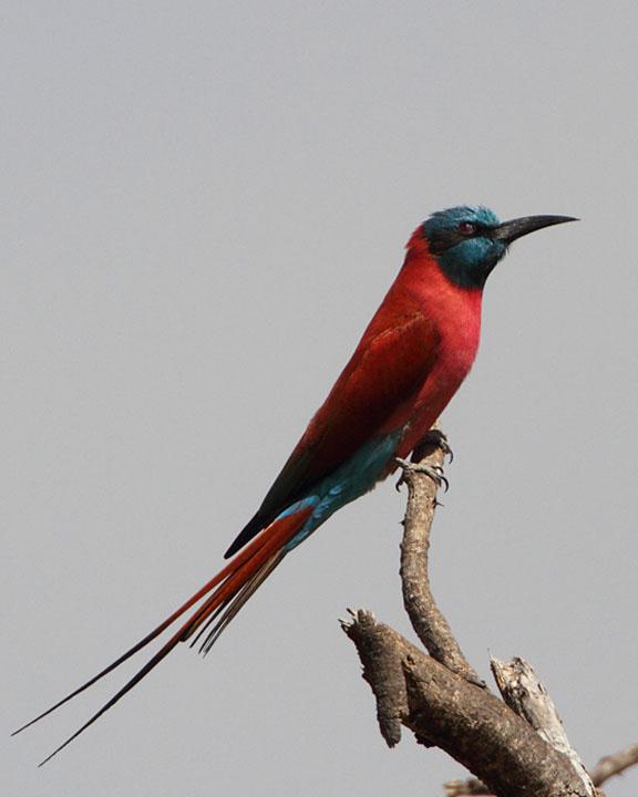 Northern Carmine Bee-eater Photo by Jack Jeffrey