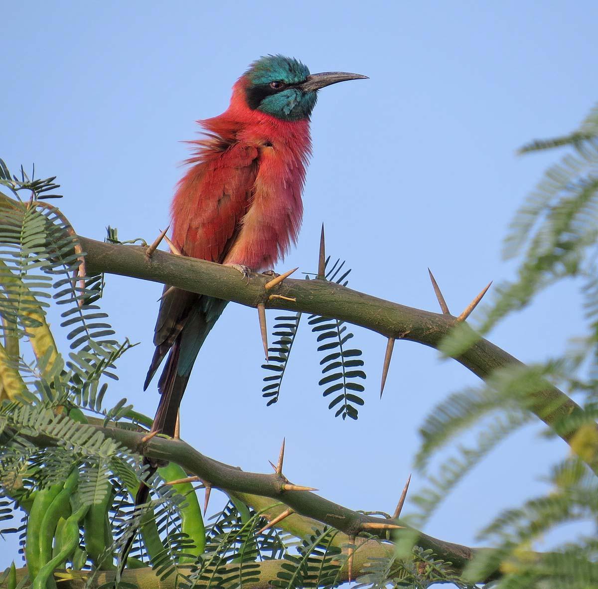 Northern Carmine Bee-eater Photo by Peter Boesman