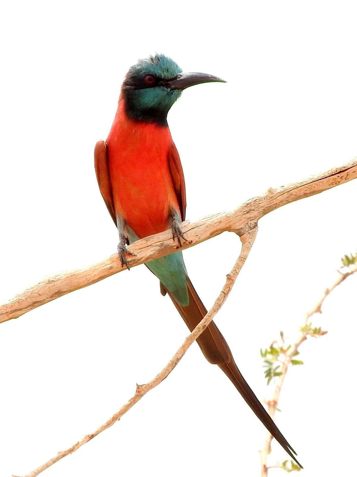 Northern Carmine Bee-eater Photo by Todd A. Watkins