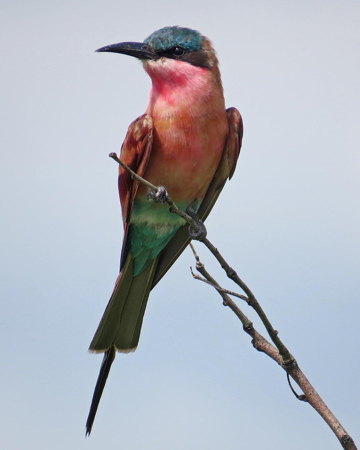 Southern Carmine Bee-eater Photo by Peter Boesman