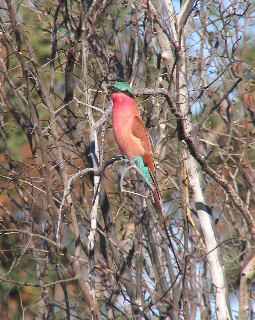Southern Carmine Bee-eater Photo by Henk Baptist