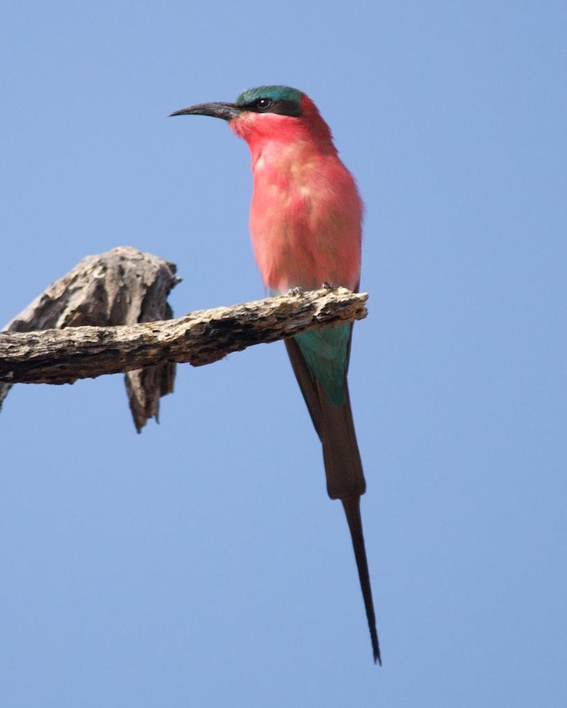 Southern Carmine Bee-eater Photo by Denis Rivard