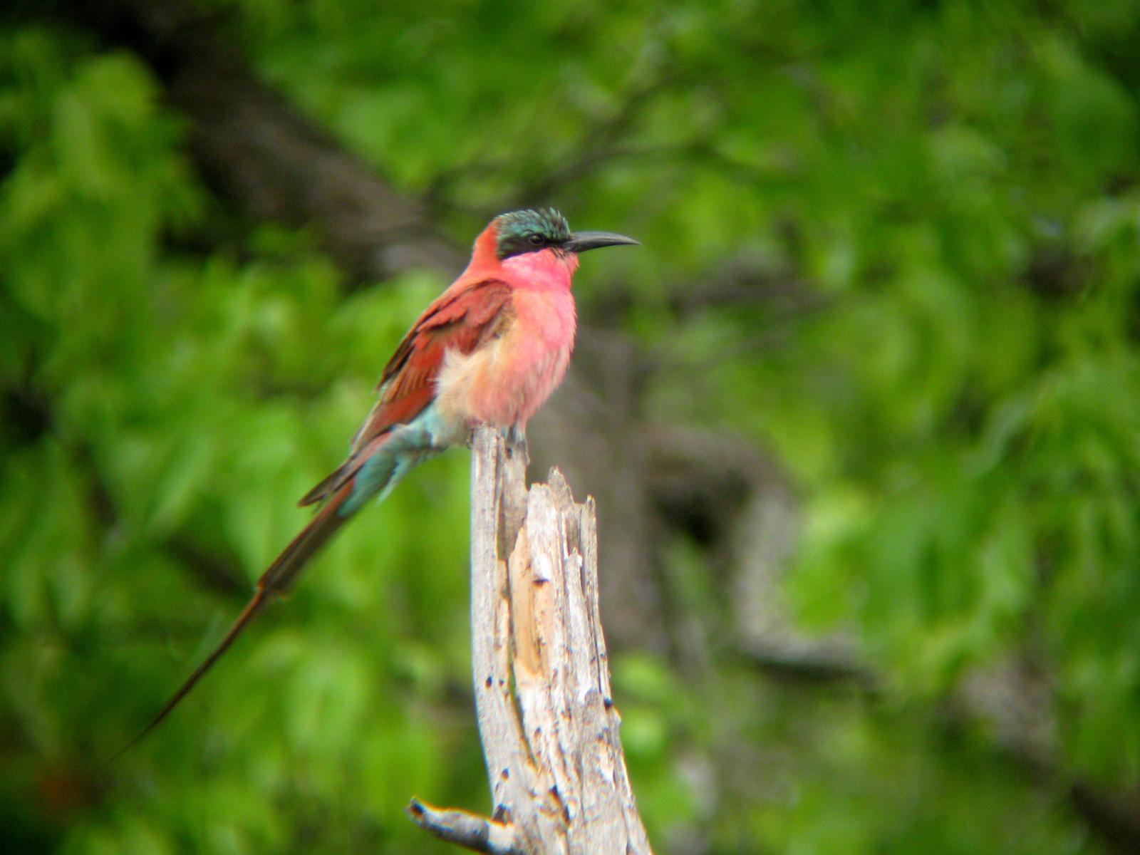 Southern Carmine Bee-eater Photo by Jeff Harding