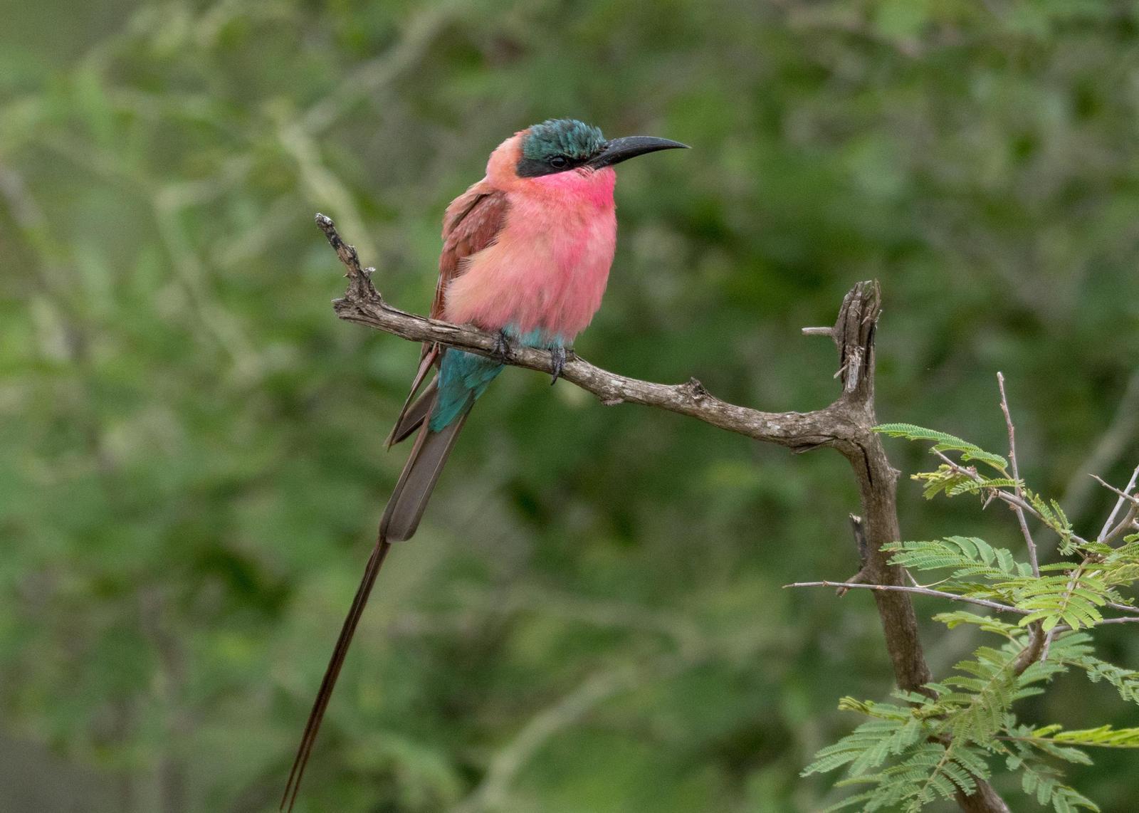 Southern Carmine Bee-eater Photo by Gerald Hoekstra