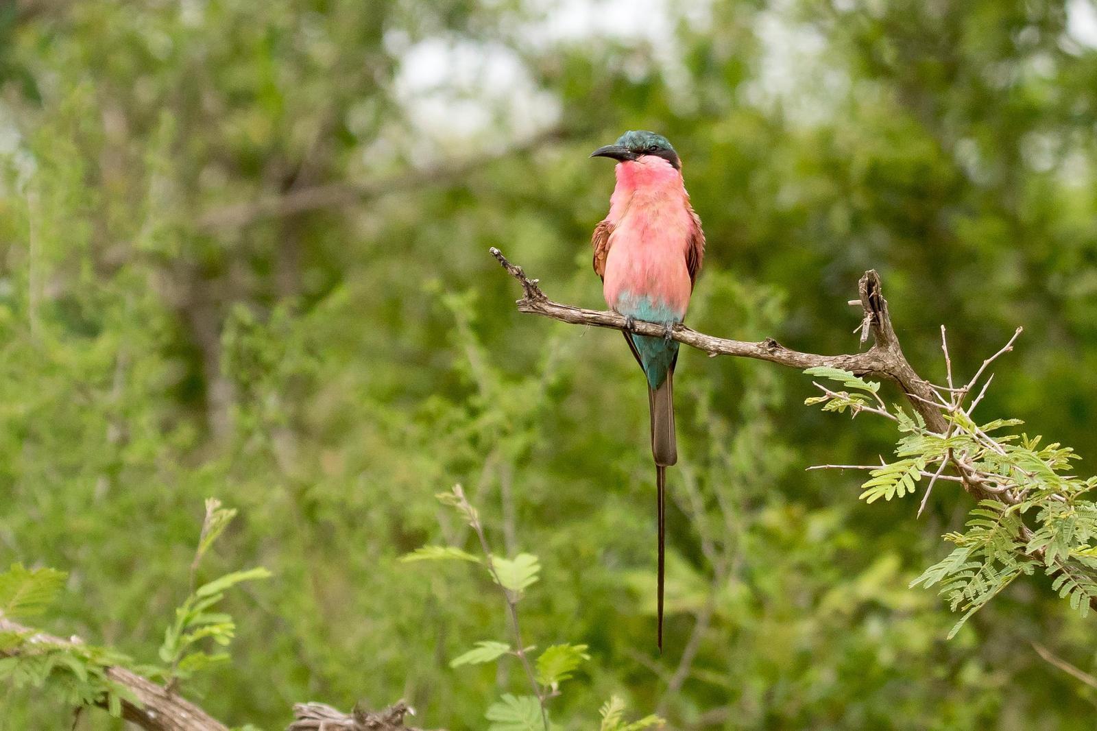 Southern Carmine Bee-eater Photo by Gerald Hoekstra