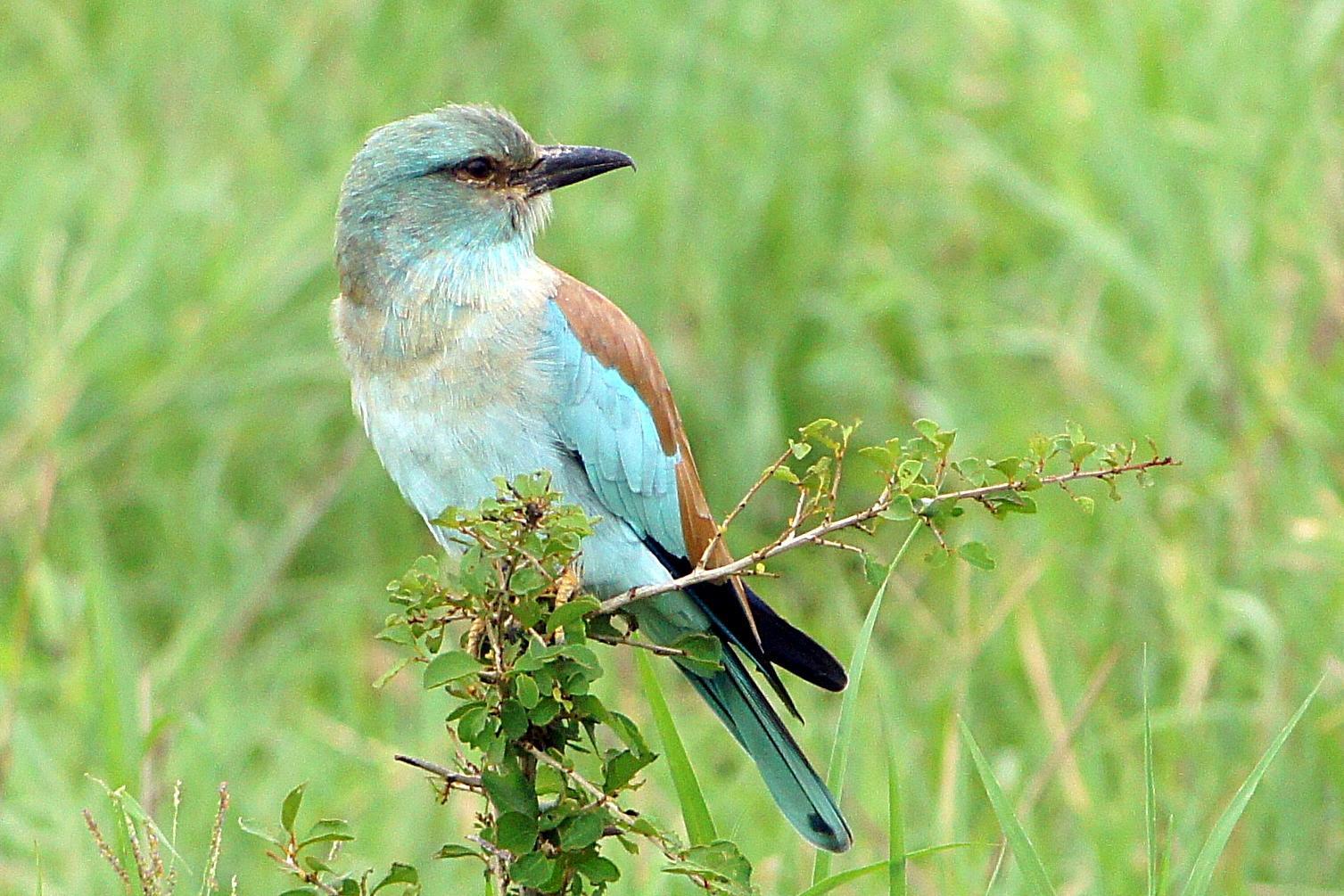 European Roller Photo by Charlie  Lawrence 