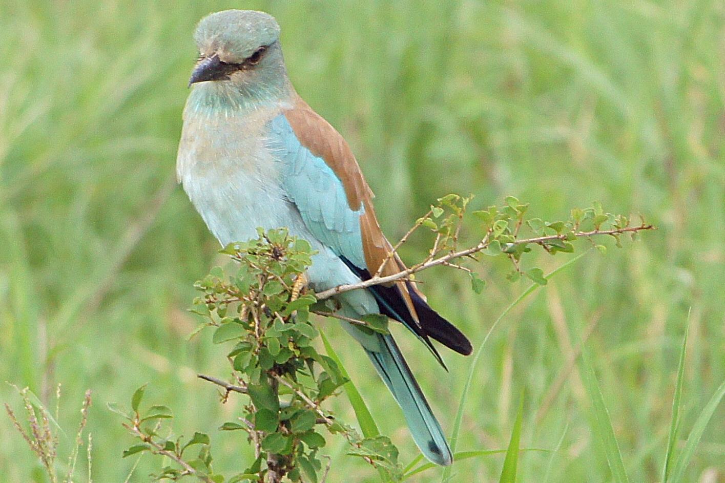 European Roller Photo by Charlie  Lawrence 