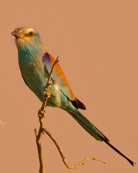 Abyssinian Roller Photo by Stephen Daly