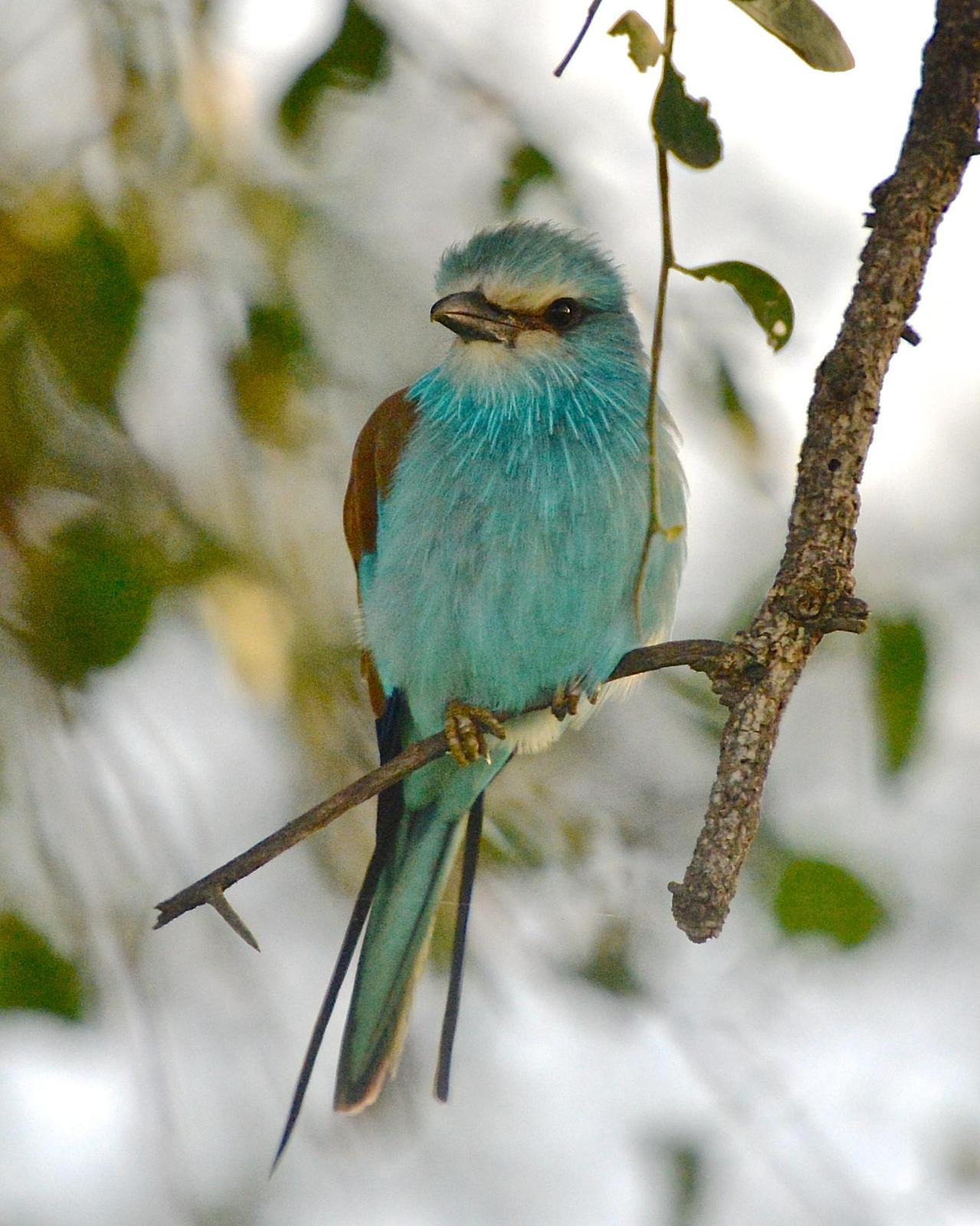 Abyssinian Roller Photo by Gerald Friesen