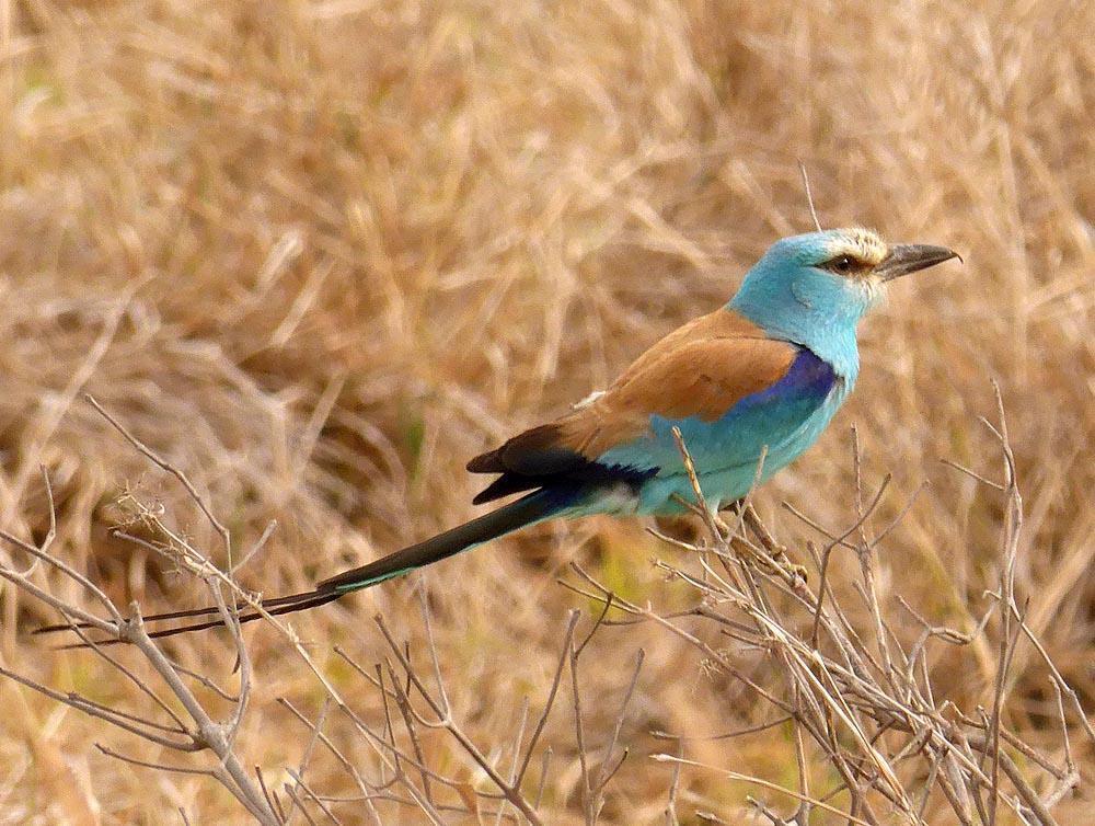 Abyssinian Roller Photo by Peter Boesman