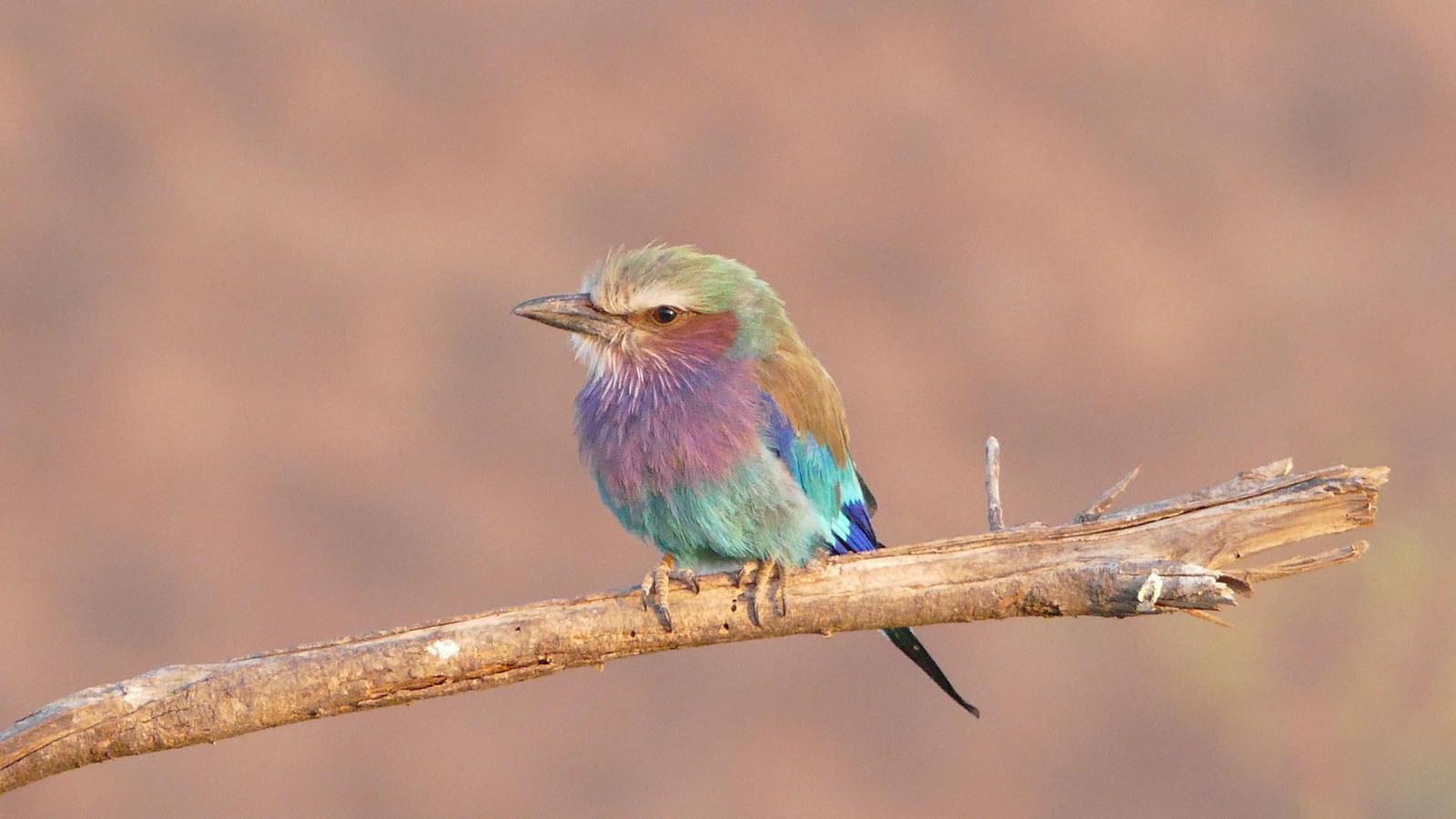 Lilac-breasted Roller Photo by Randy Siebert