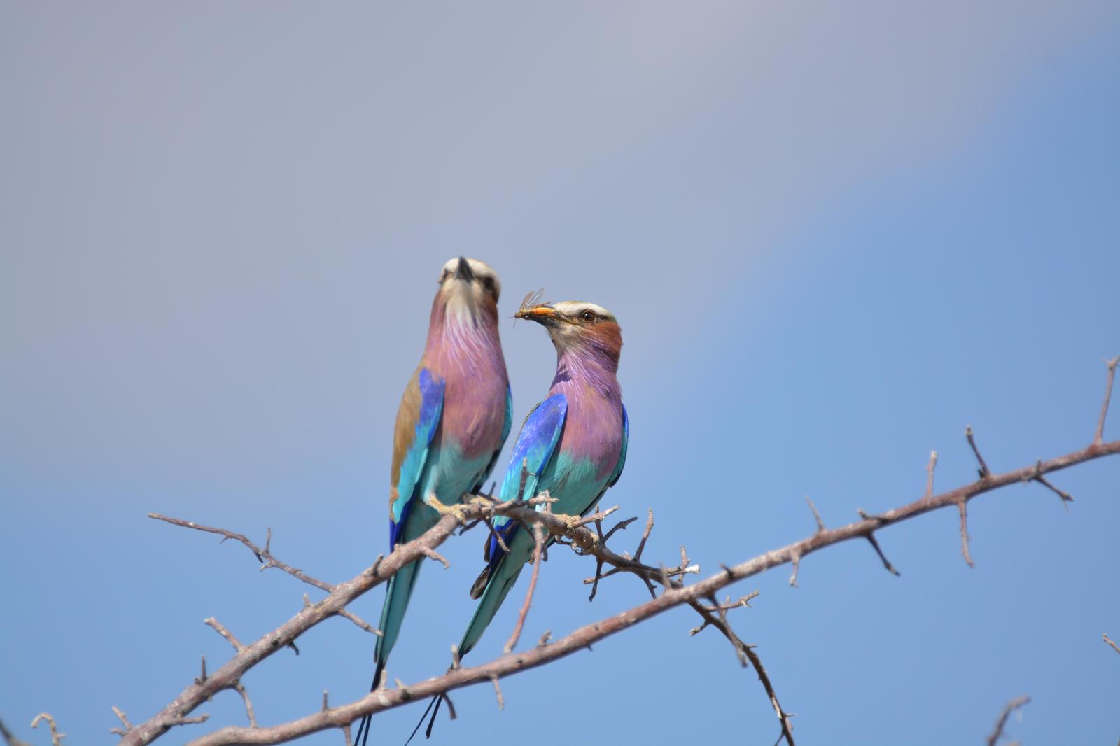 Lilac-breasted Roller Photo by Vicky Marella