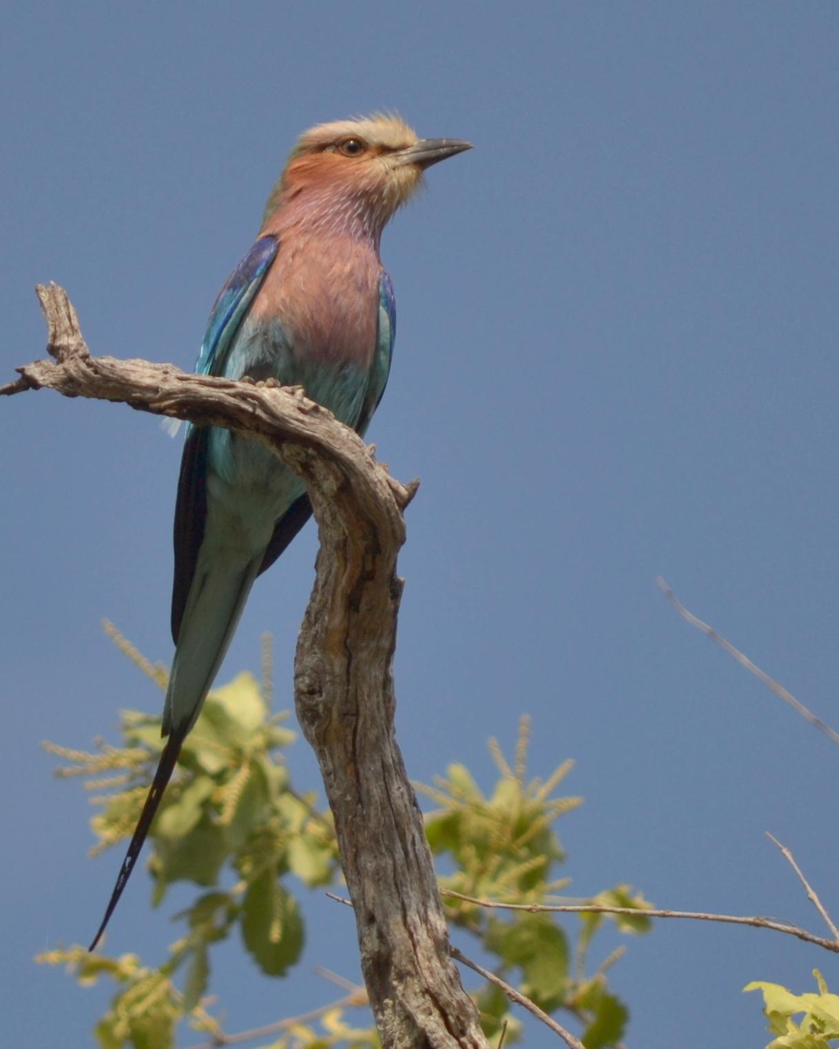 Lilac-breasted Roller Photo by George Mayfield