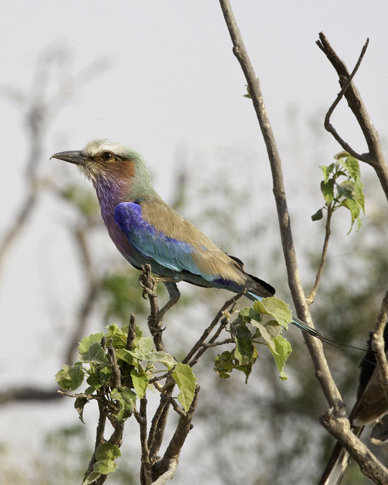 Lilac-breasted Roller Photo by Mary Ann Melton