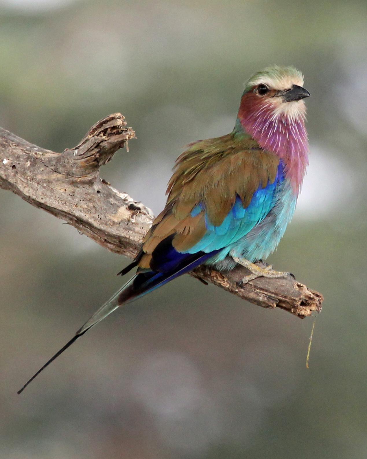 Lilac-breasted Roller Photo by Robert Polkinghorn