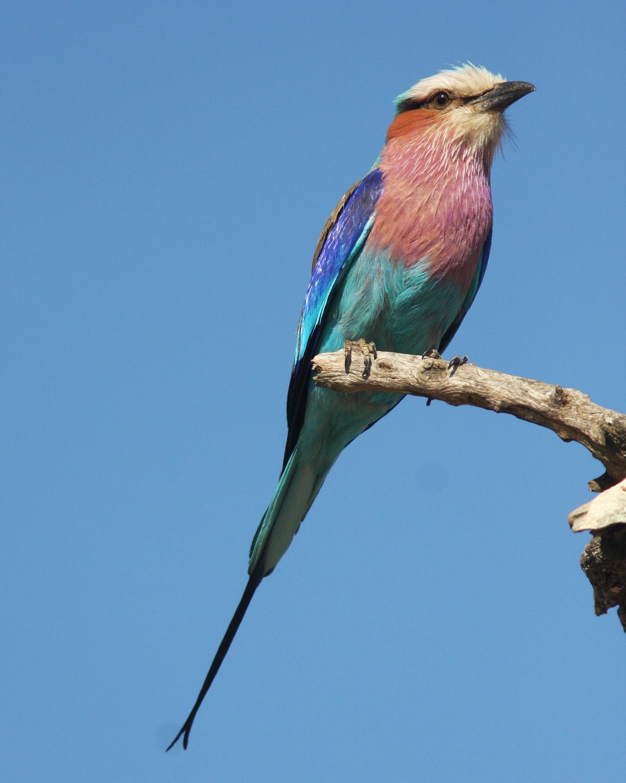 Lilac-breasted Roller Photo by Henk Baptist