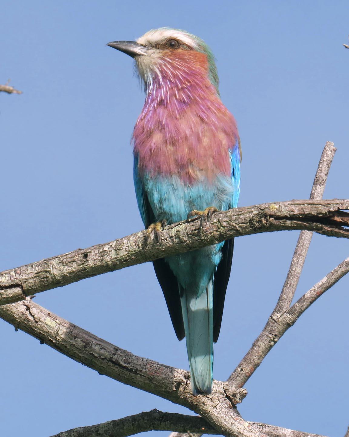 Lilac-breasted Roller Photo by Peter Boesman