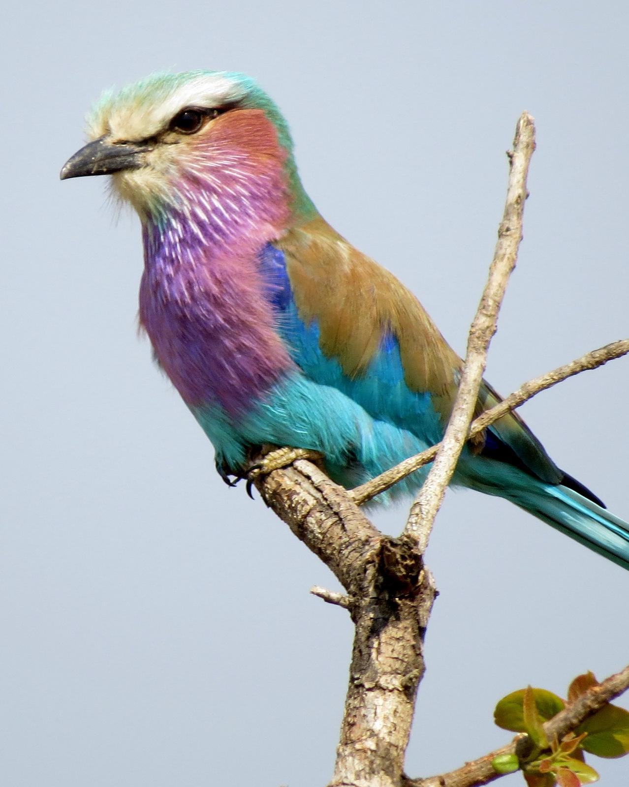 Lilac-breasted Roller Photo by Richard  Lowe