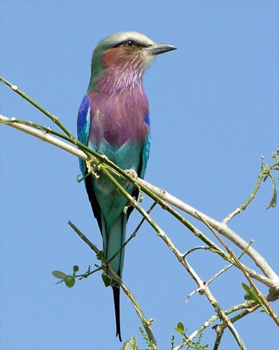 Lilac-breasted Roller Photo by Denis Rivard