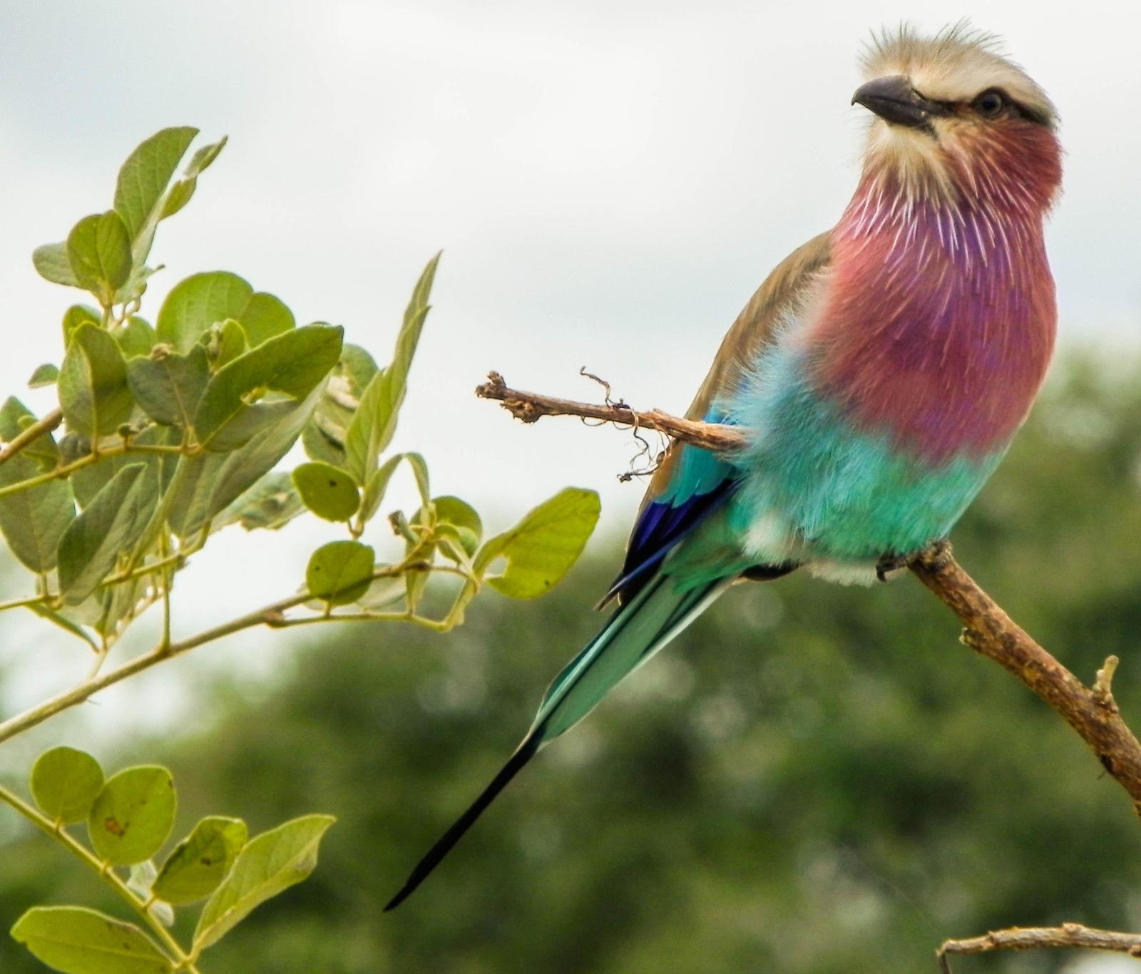 Lilac-breasted Roller Photo by Simon Bernard