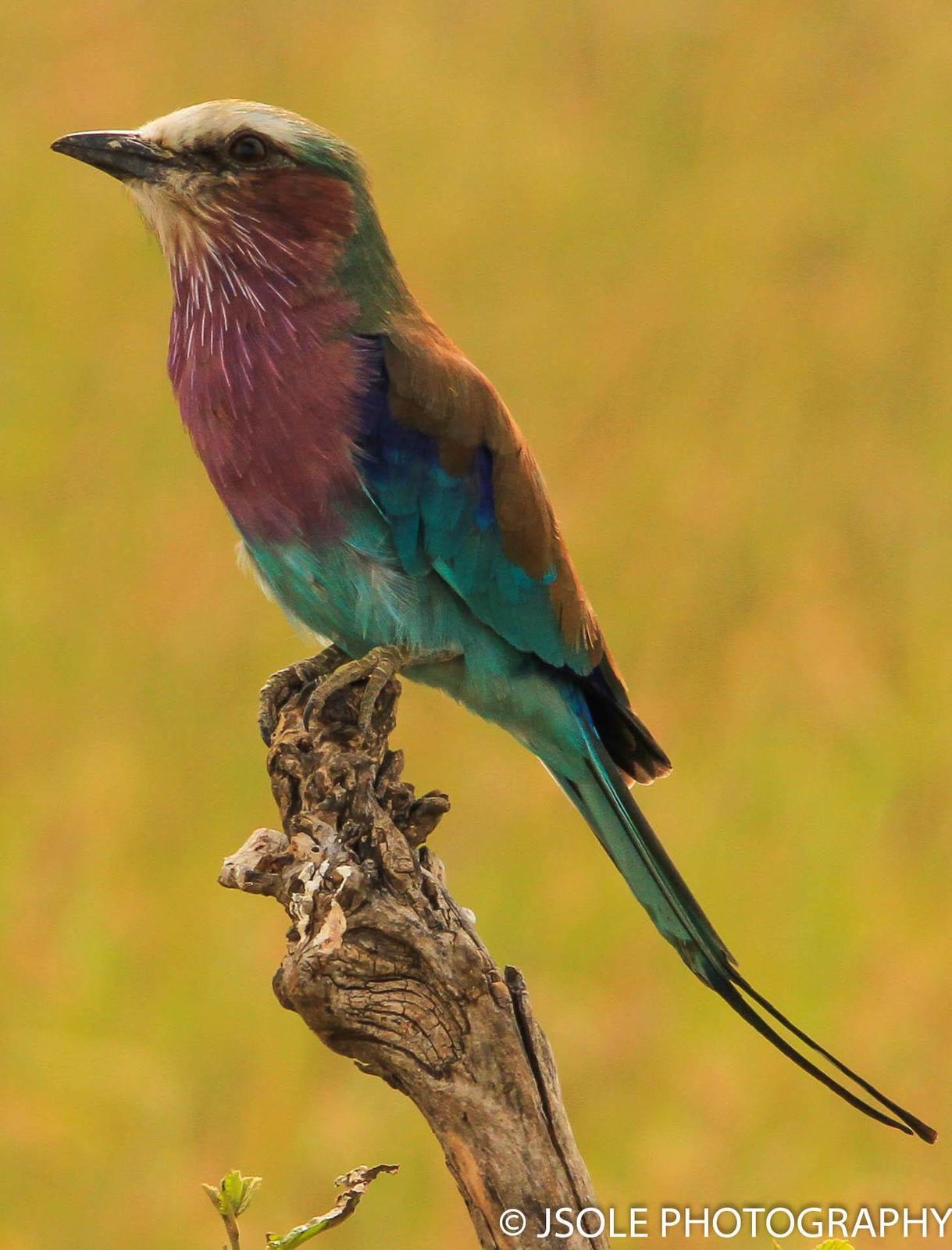 Lilac-breasted Roller Photo by Jeffery Sole