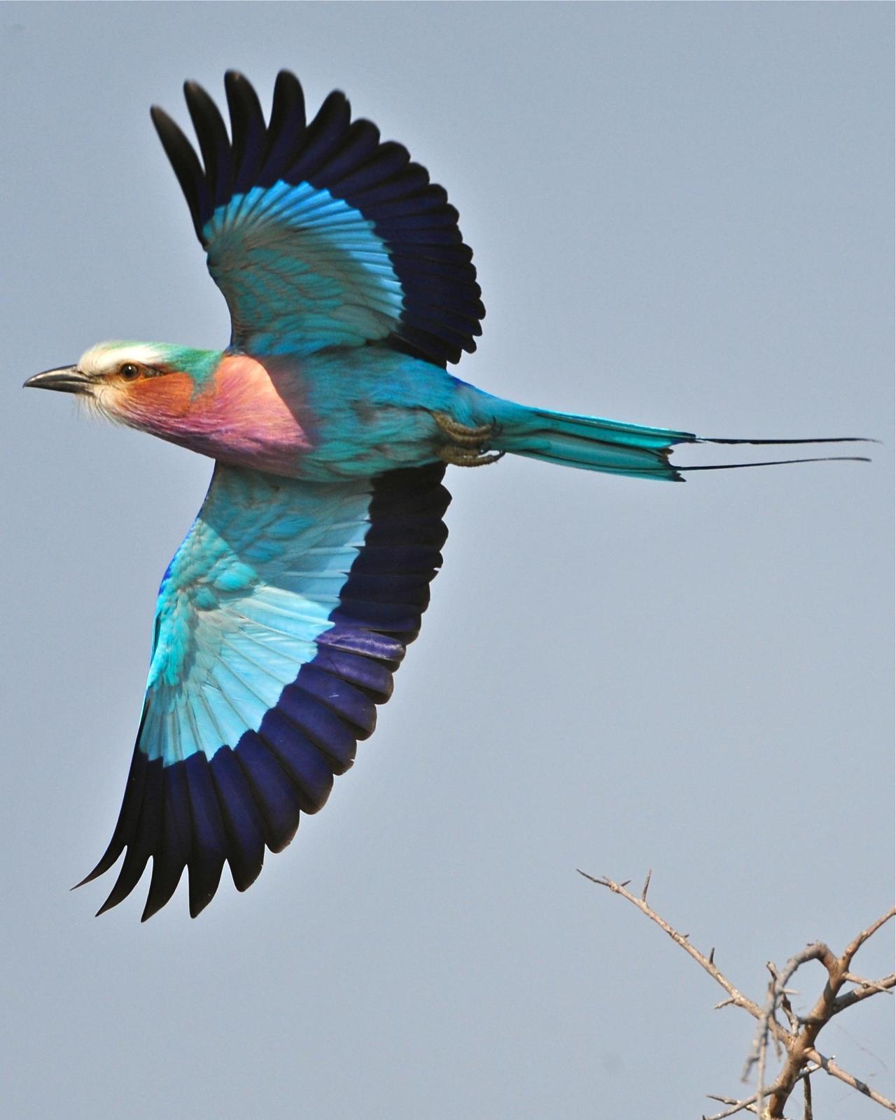 Lilac-breasted Roller Photo by Gerald Friesen