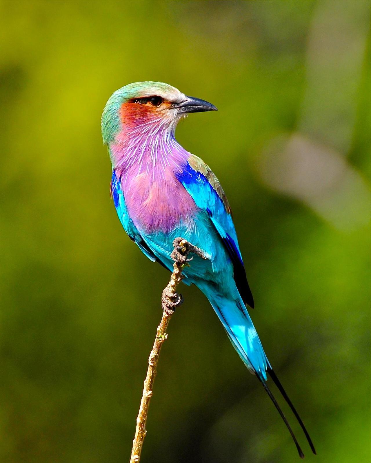 Lilac-breasted Roller Photo by Gerald Friesen