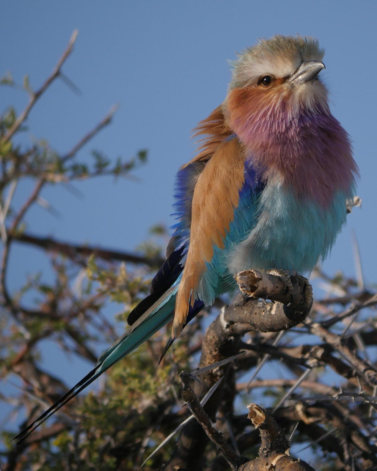 Lilac-breasted Roller Photo by Peter Lowe