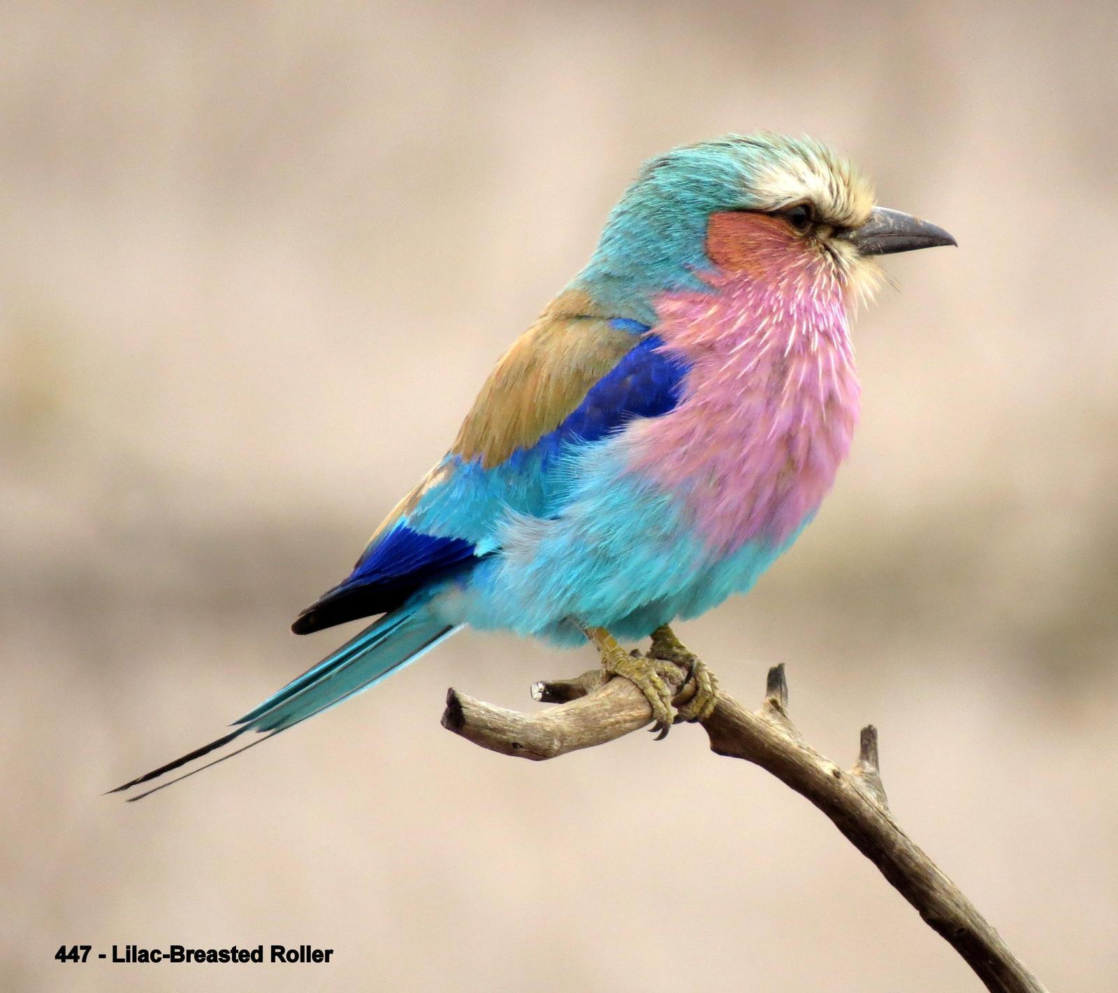 Lilac-breasted Roller Photo by Richard  Lowe