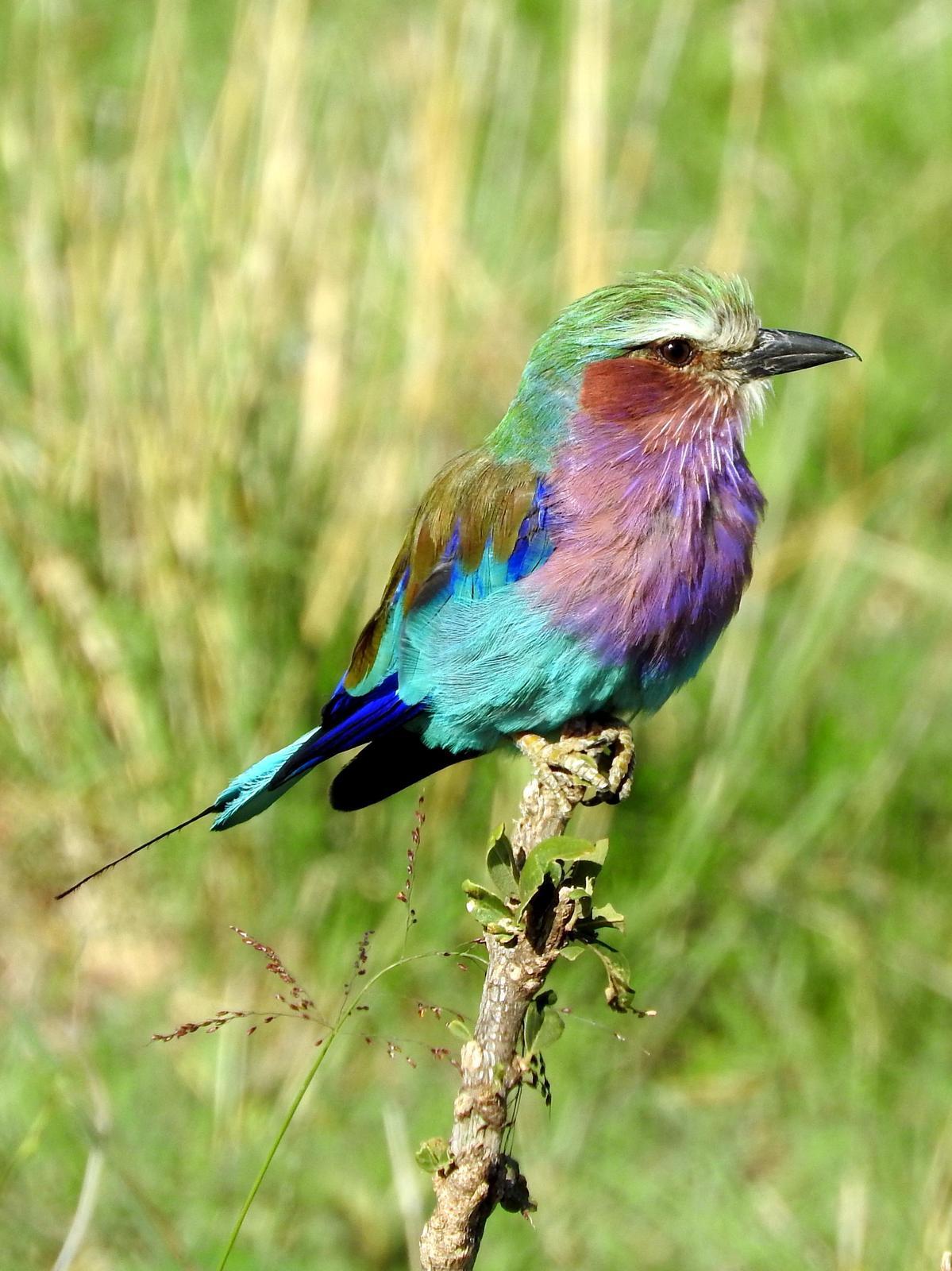 Lilac-breasted Roller Photo by Todd A. Watkins