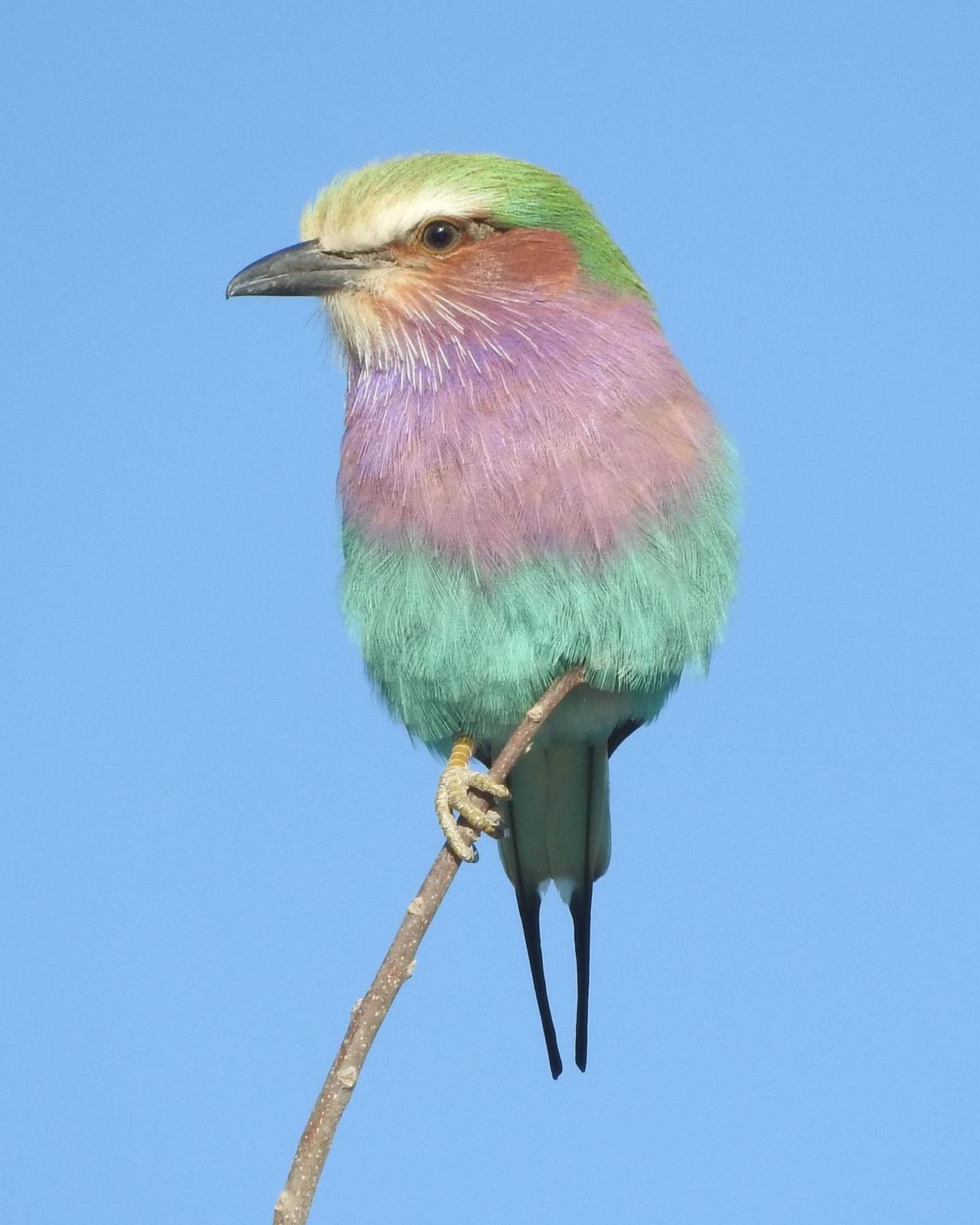 Lilac-breasted Roller Photo by Albert Percival