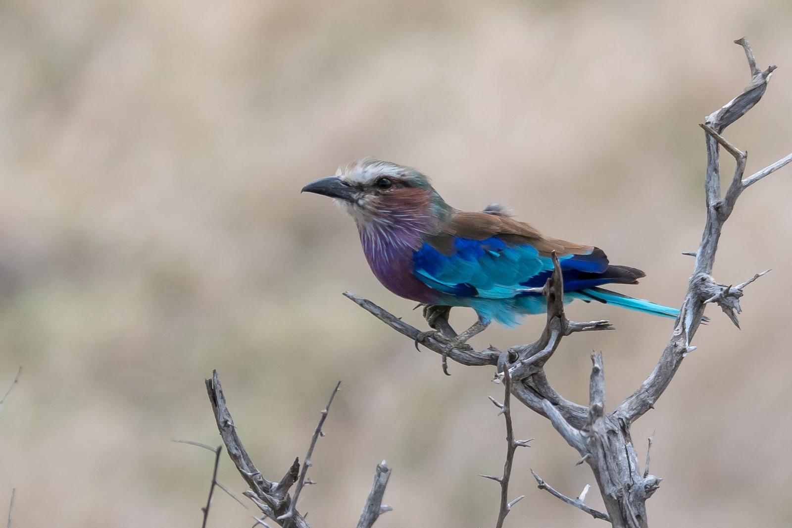 Lilac-breasted Roller Photo by Gerald Hoekstra