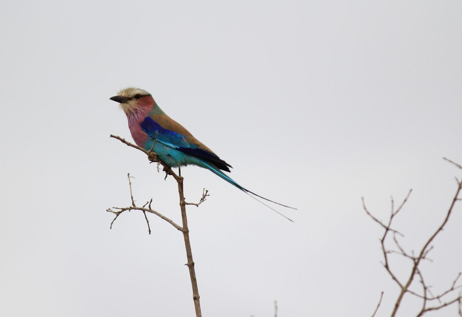 Lilac-breasted Roller Photo by Steven Cheong