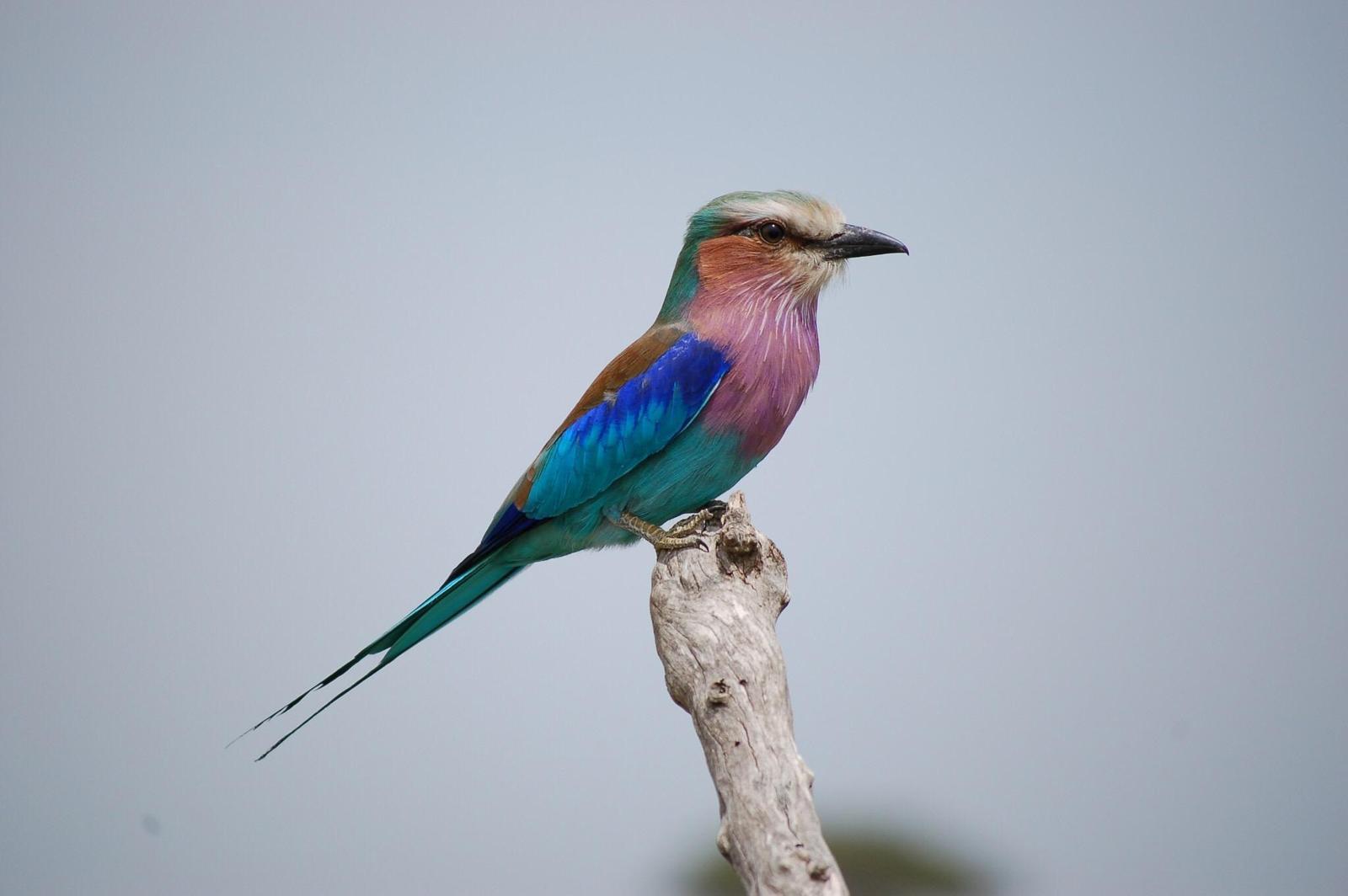 Lilac-breasted Roller Photo by Tyson Kahler