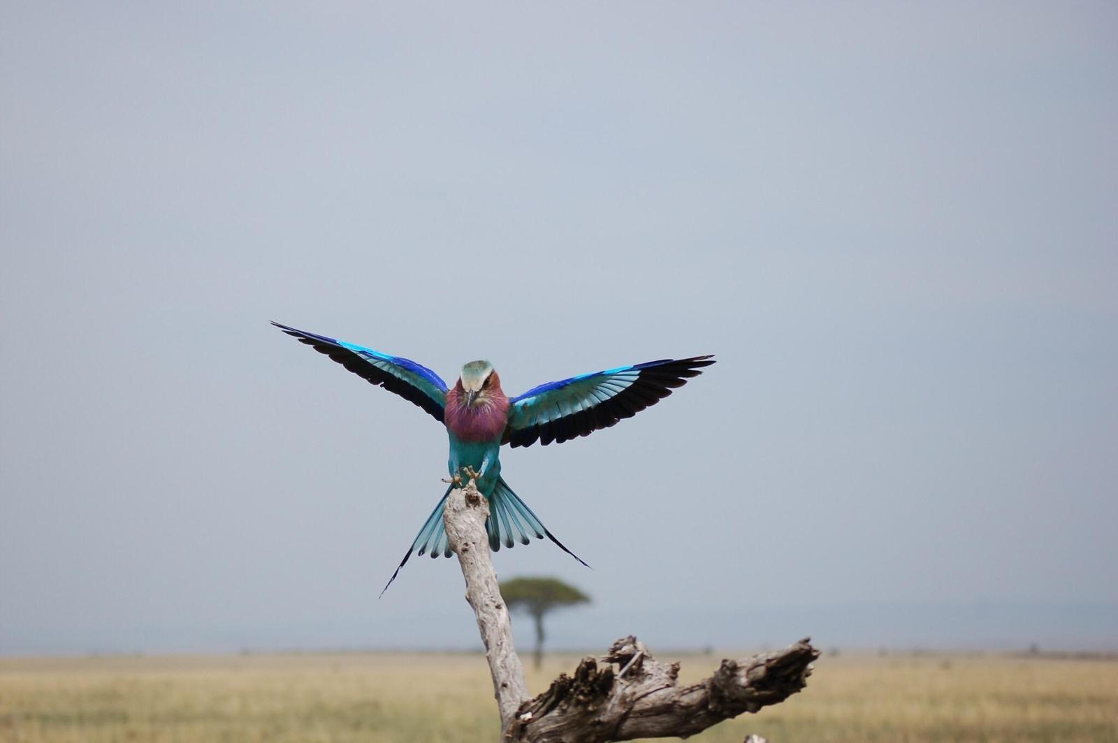 Lilac-breasted Roller Photo by Tyson Kahler