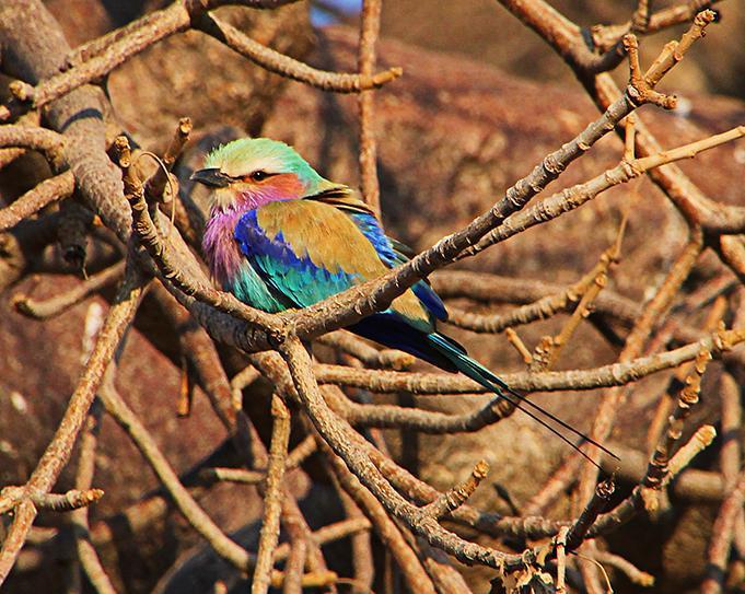 Lilac-breasted Roller Photo by Ian Phillips