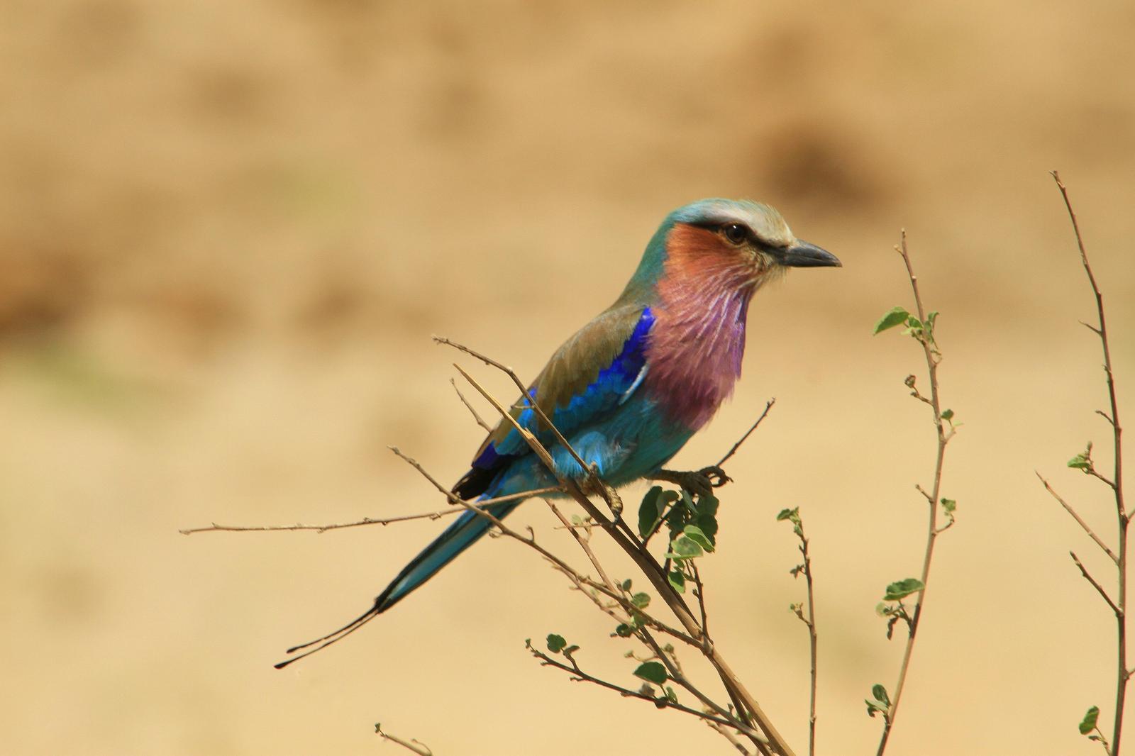 Lilac-breasted Roller Photo by Don Downer
