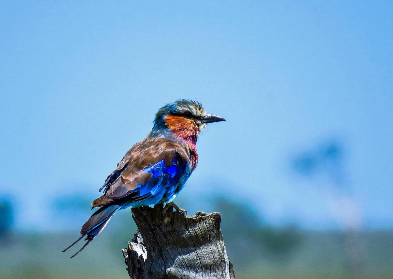 Lilac-breasted Roller Photo by Thomas Girman