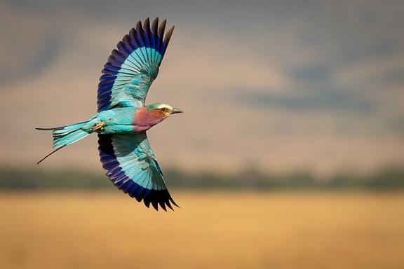 Lilac-breasted Roller Photo by Kathleen O"Hara