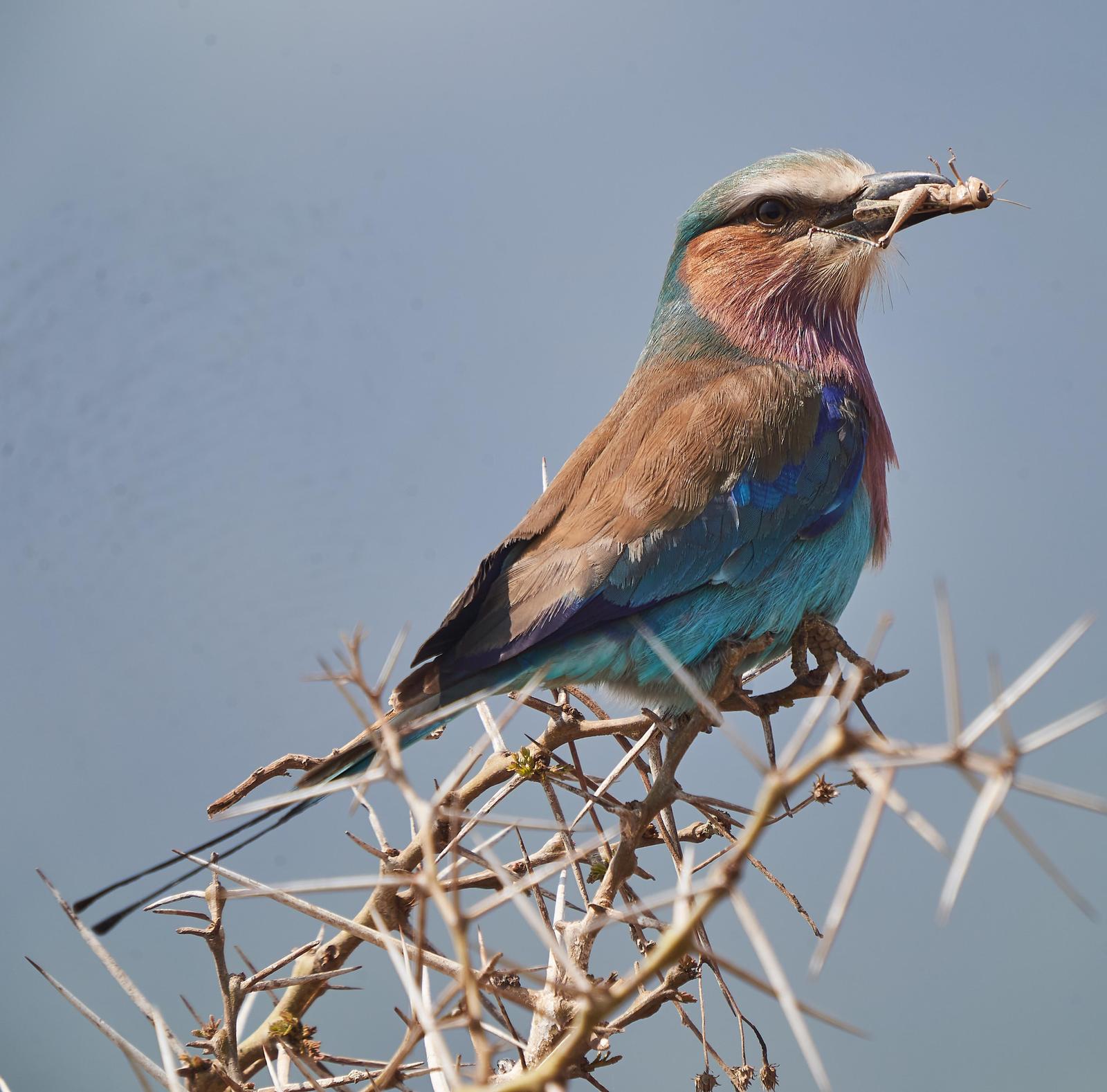 Lilac-breasted Roller Photo by Steven Cheong