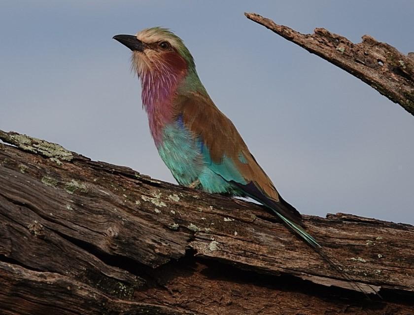 Lilac-breasted Roller Photo by Barb Bassett