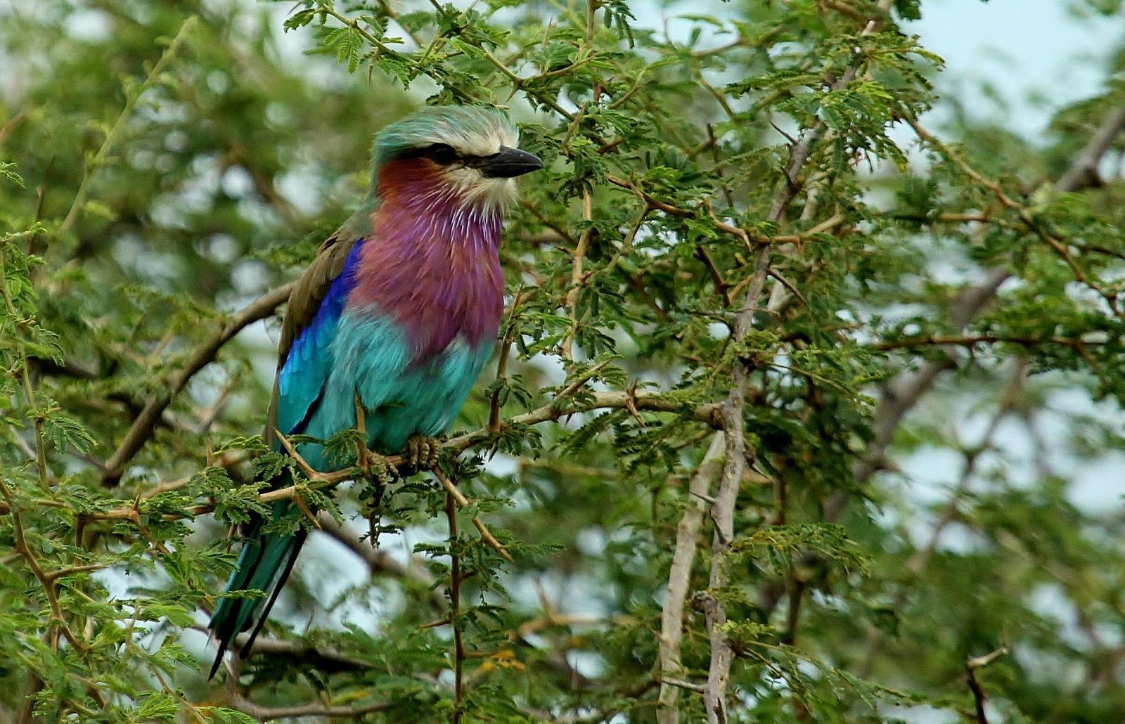 Lilac-breasted Roller Photo by Matthew McCluskey
