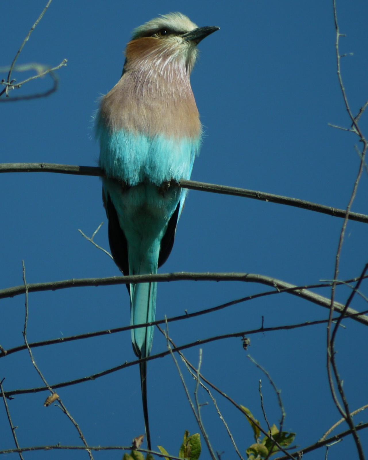 Lilac-breasted Roller Photo by Peter Lowe