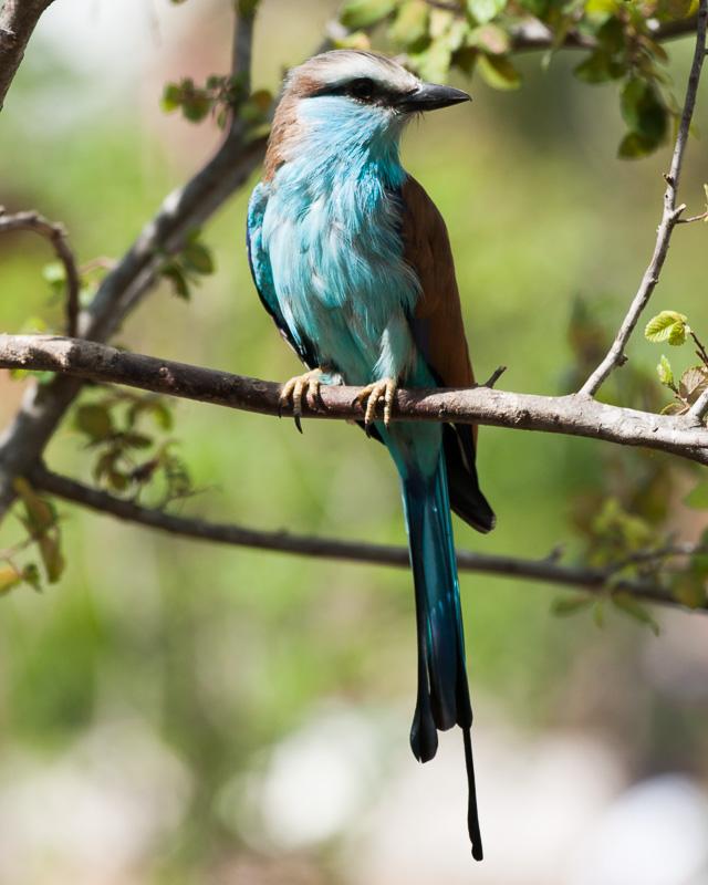 Racket-tailed Roller Photo by Chris Harrison