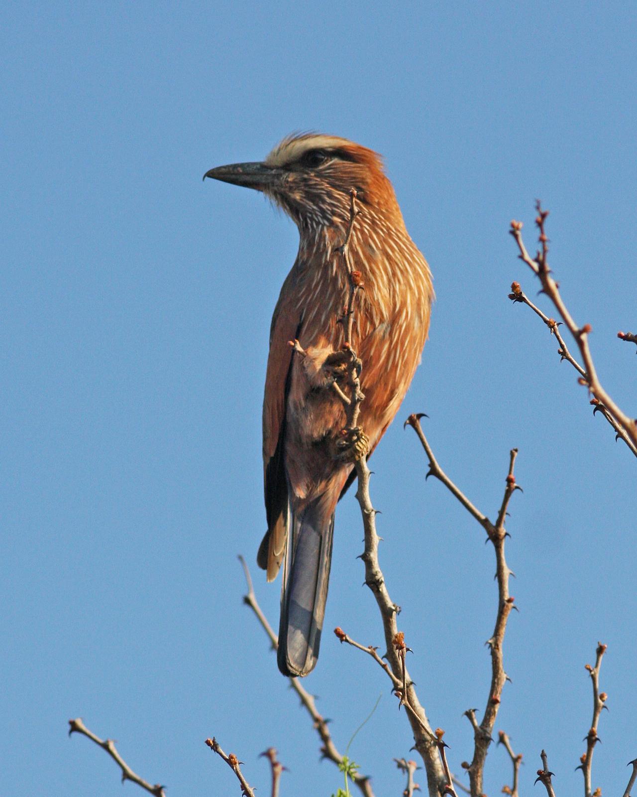 Rufous-crowned Roller Photo by Henk Baptist