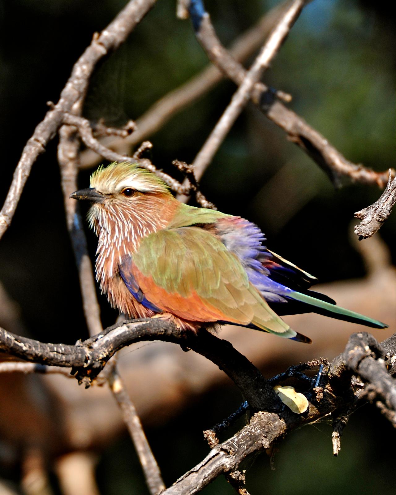 Rufous-crowned Roller Photo by Gerald Friesen