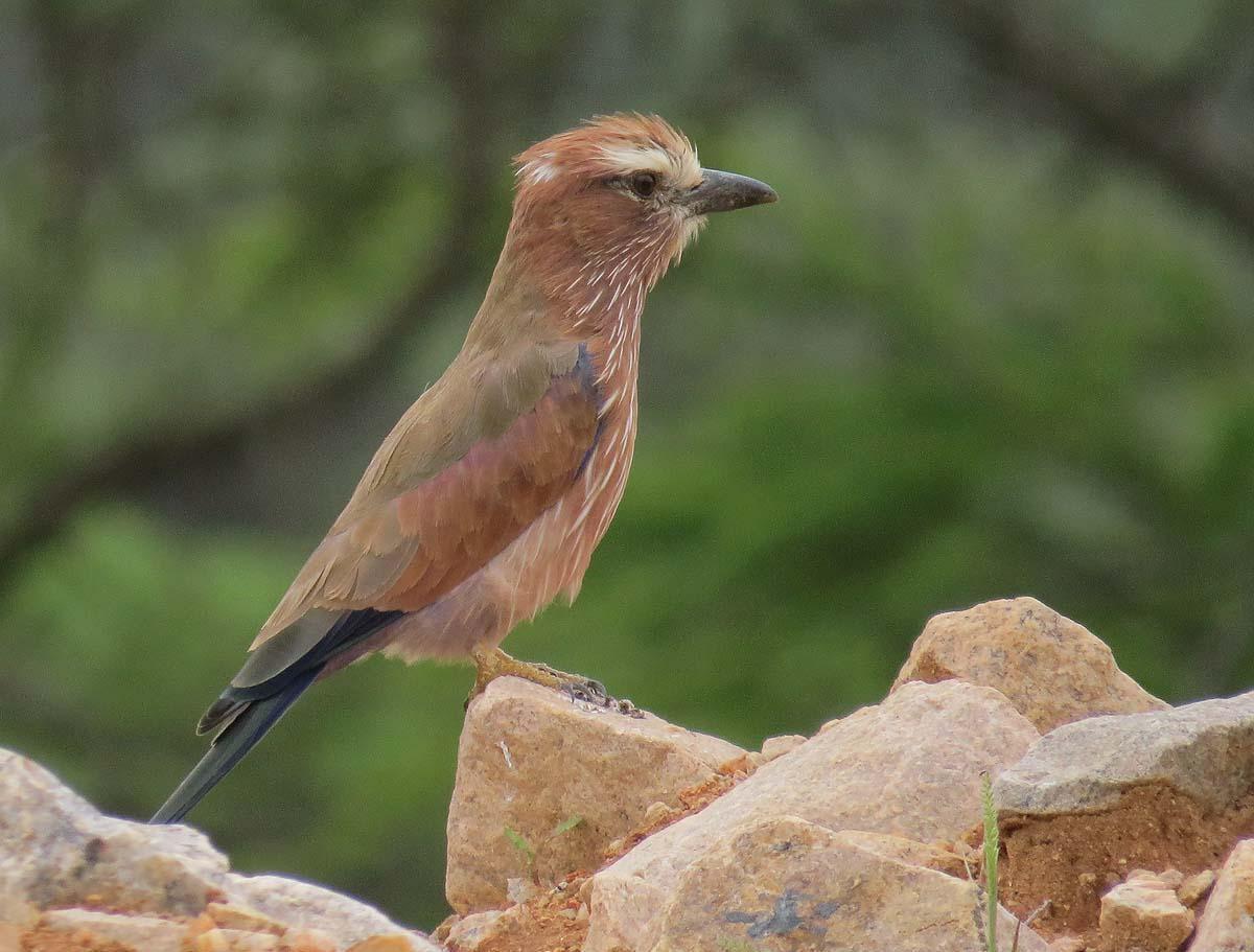 Rufous-crowned Roller Photo by Peter Boesman
